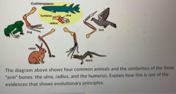 Solved Eusthenopteron humerus ulna radius 心 bird frog rabbit | Chegg.com