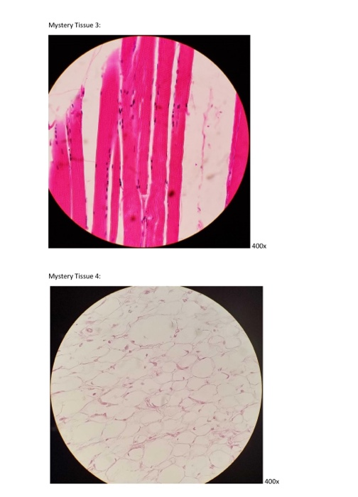 Tissue Microscope Drawing.pdf Solved For each tissue, drawthe view in the microscope, then | Chegg.com
