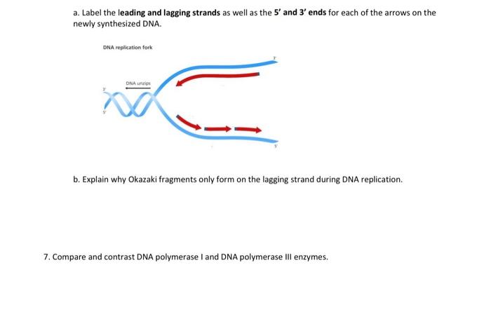 Solved a. Label the leading and lagging strands as well as | Chegg.com