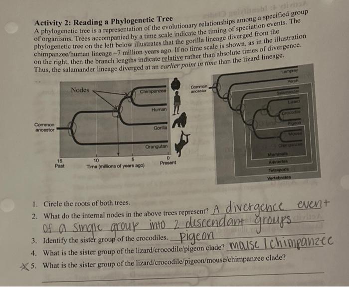 Solved Activity 2: Reading a Phylogenetic Tree A | Chegg.com