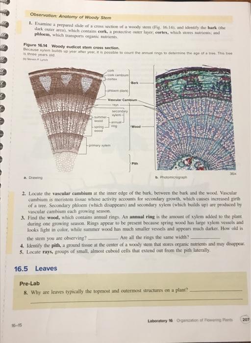 Observation: Anatomy of Woody Stem
1. Examine a prepared slide of a cross section of a woody stem (Fig. 16.14), and identify 