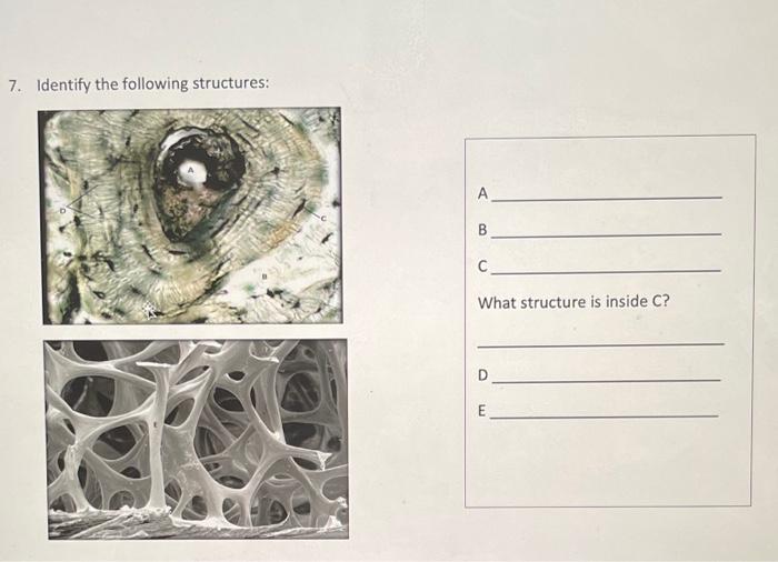 Solved 7. Identify the following structures: А. A B с. What | Chegg.com