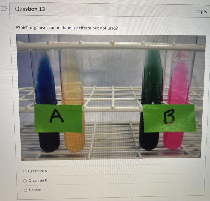 solved-question-17-2-pts-these-broth-tubes-are-from-the-chegg