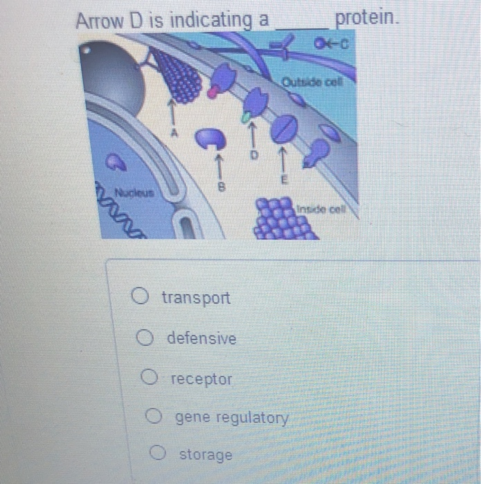 Solved Part A Arrow A is indicating an) protein. oc Outside | Chegg.com