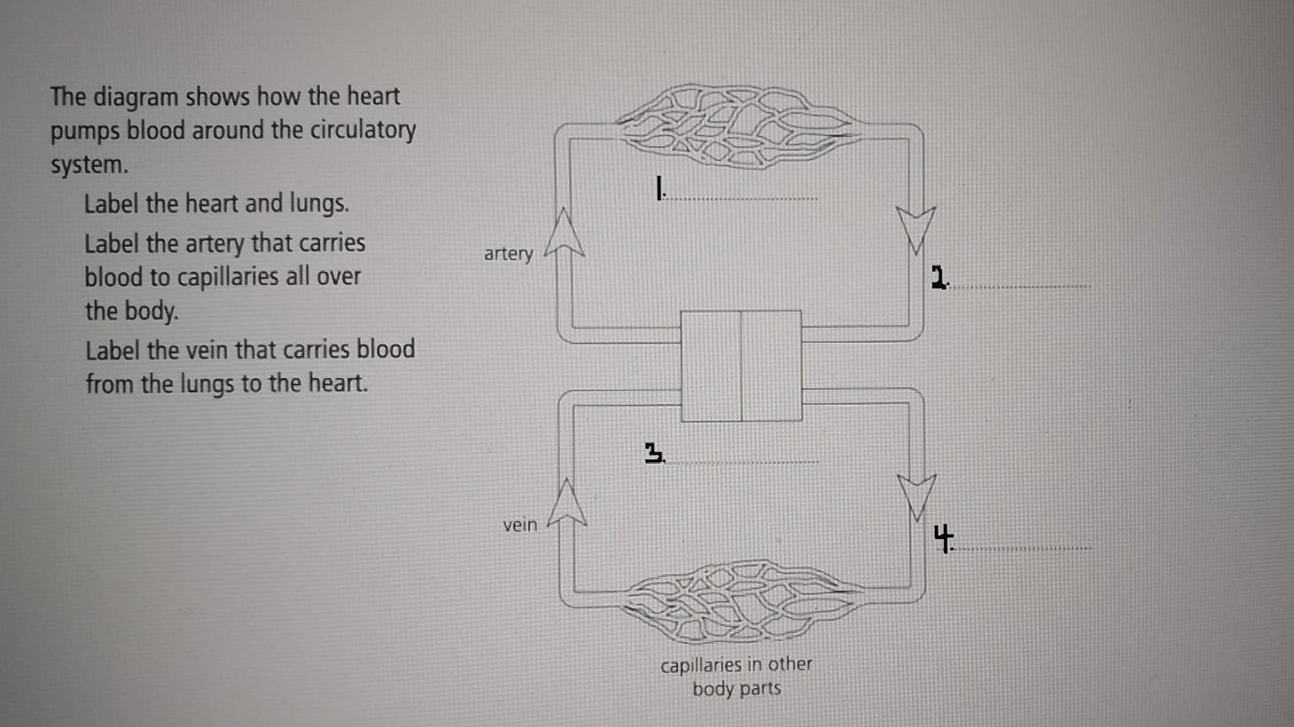 Solved 1. The diagram shows how the heart pumps blood around