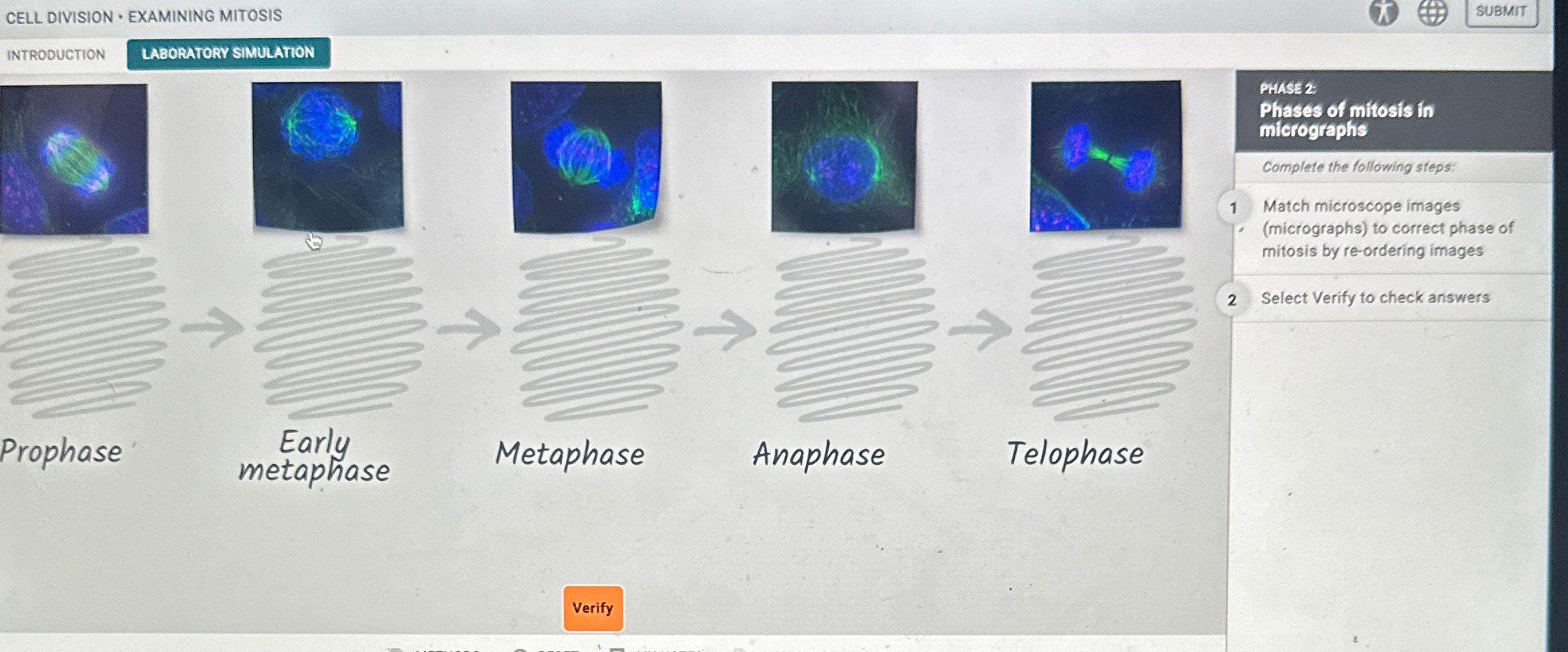 Solved CELL DIVISION - ﻿EXAMINING | Chegg.com