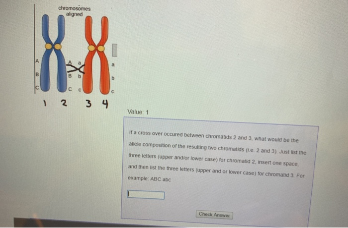 Solved chromosomes aligned B C C 3 4 12 Value: 1 If a cross | Chegg.com