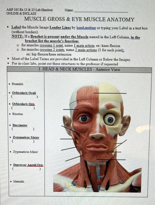 Solved Head and neck muscles anterior view.-Label the muscle | Chegg.com