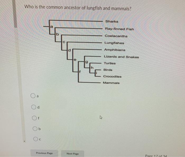 Solved Who is the common ancestor of lungfish and mammals? | Chegg.com