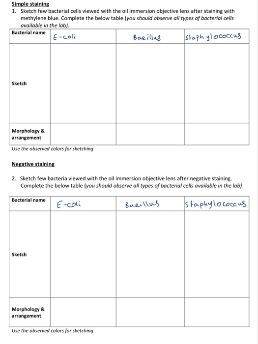 Solved Simple staining 1. Sketch few bacterial cells viewed | Chegg.com