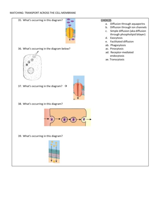 Solved Matching Transport Across The Cell Membrane 35 Chegg Com