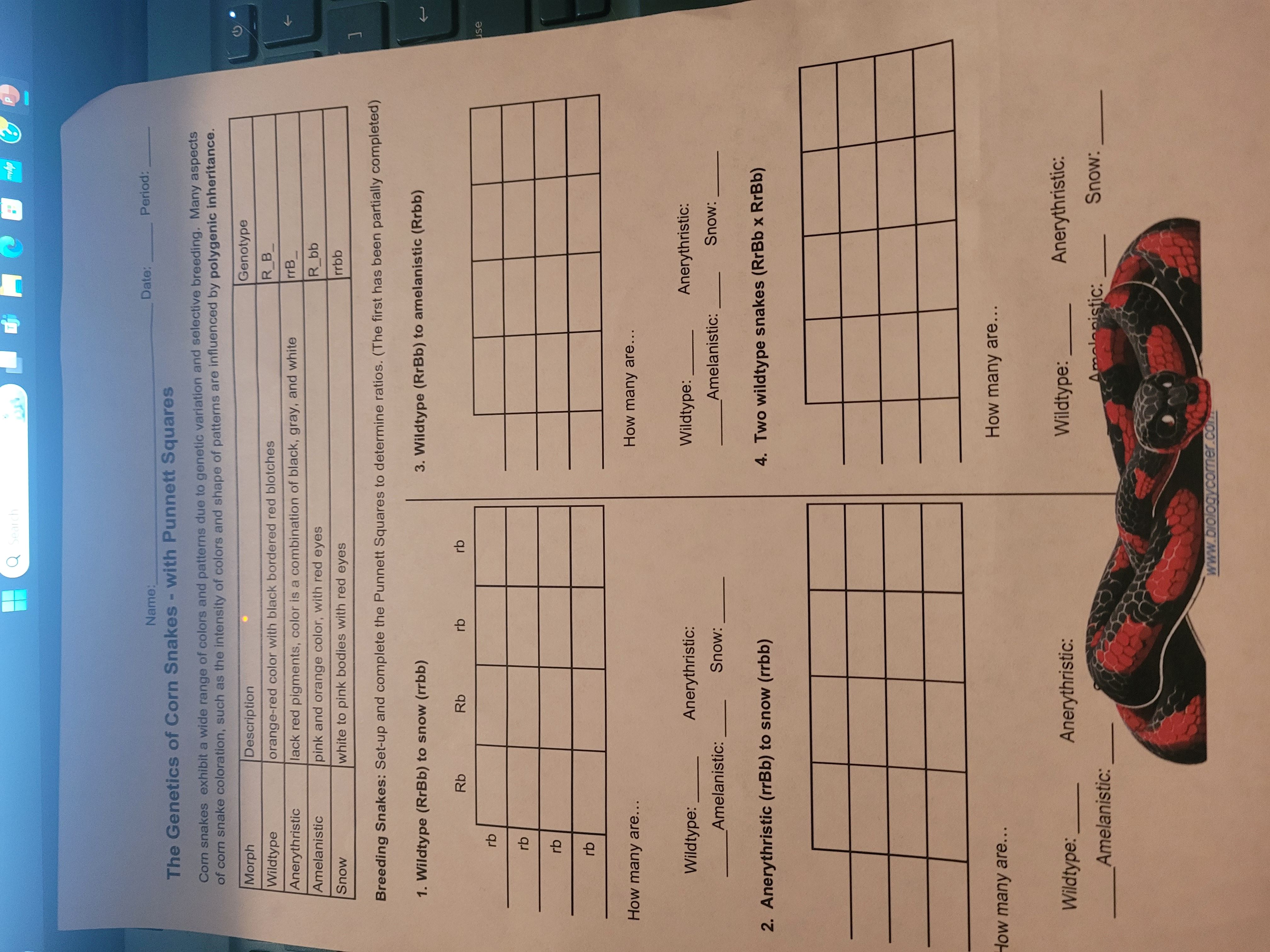 Solved The of Corn Snakes ﻿with