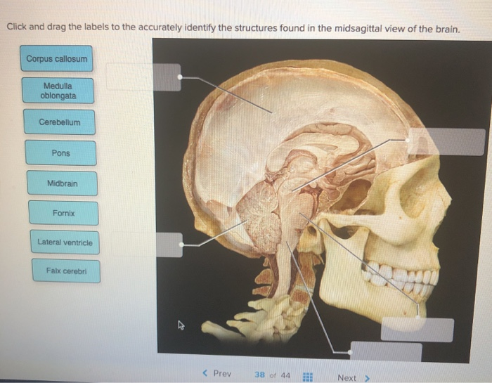 Solved Click and drag the labels to the accurately identify | Chegg.com