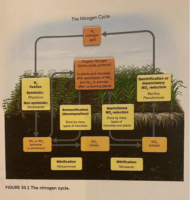 Solved FIGURE 33.1 The nitrogen cycle. | Chegg.com