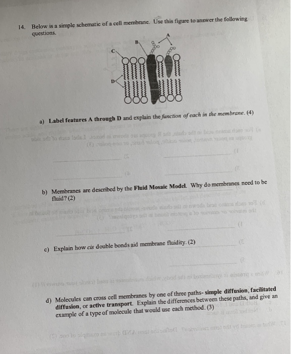 Solved 14. Below is a simple schematic of a cell membrane. | Chegg.com