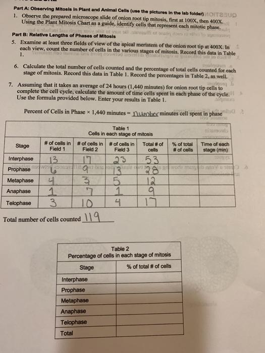 solved-part-a-observing-mitosis-in-plant-and-animal-cells-chegg