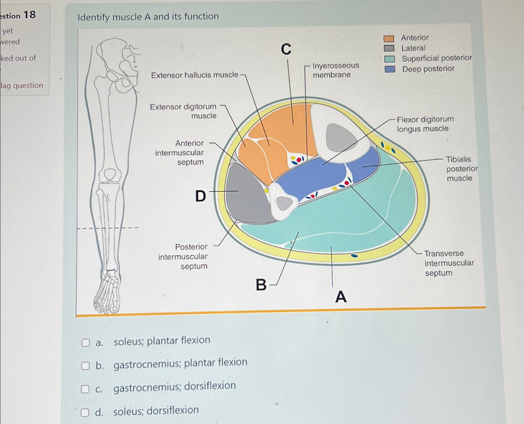 Solved Identify muscle A and its function ﻿a. ﻿soleus;