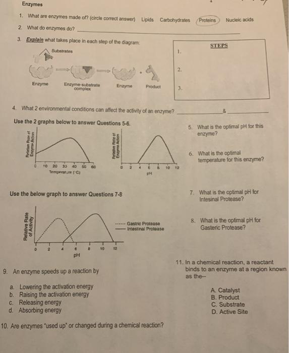 Solved Pro Nucleic acids Enzymes 1. What are enzymes made