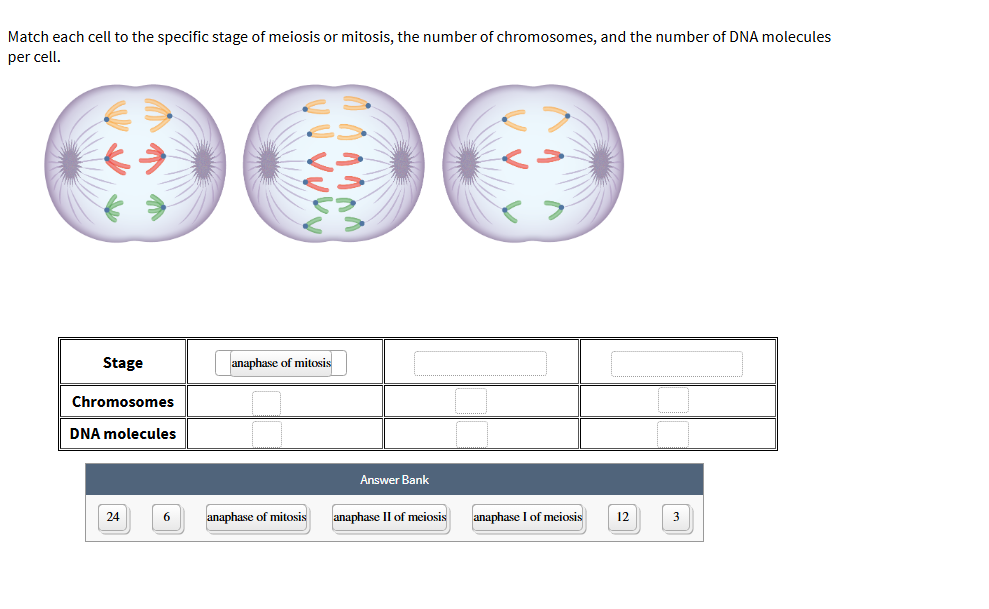 Solved Match each cell to the specific stage of meiosis or | Chegg.com