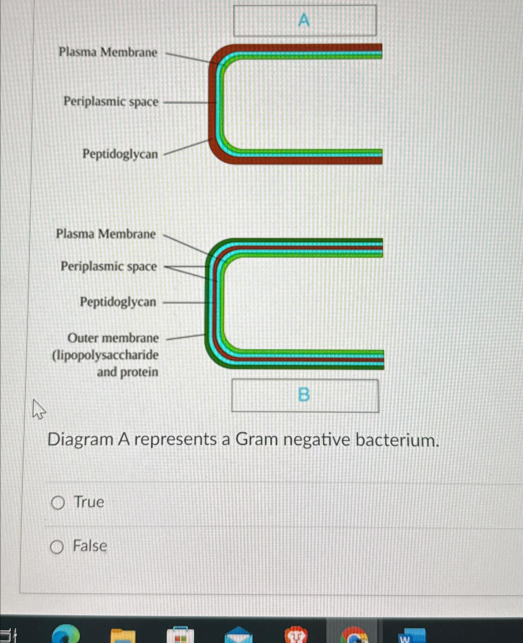 Solved Diagram A represents a Gram negative | Chegg.com