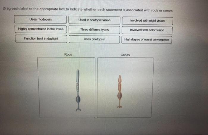 Solved Drag each label to the appropriate box to indicate | Chegg.com