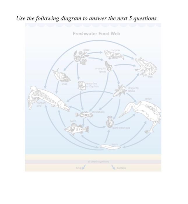 freshwater food web diagram