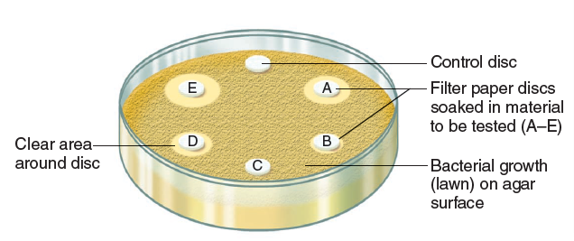 scheme-of-the-agar-disk-diffusion-method-created-with-biorender