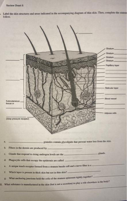 Solved Label the skin structures and areas indicated in the | Chegg.com