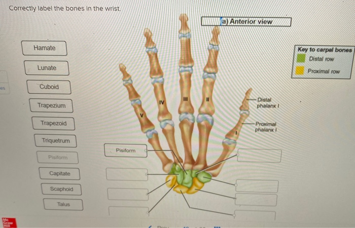 Solved: Correctly Label The Bones In The Wrist. (a) Anteri... | Chegg.com