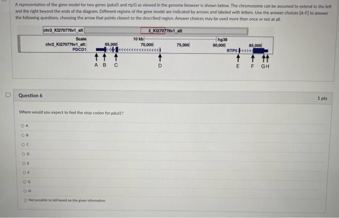 Solved A representation of the gene model for two genes | Chegg.com