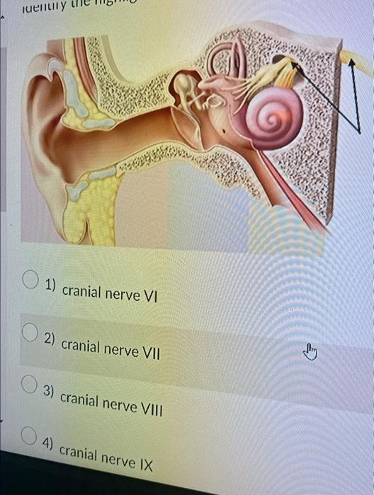 cranial nerve 1 and 2 location