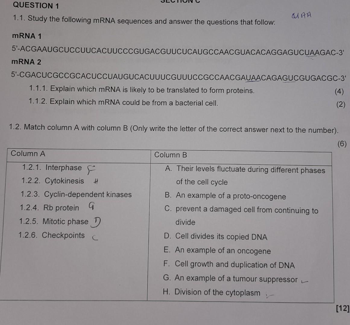 Solved 1.1. Study the following mRNA sequences and answer | Chegg.com