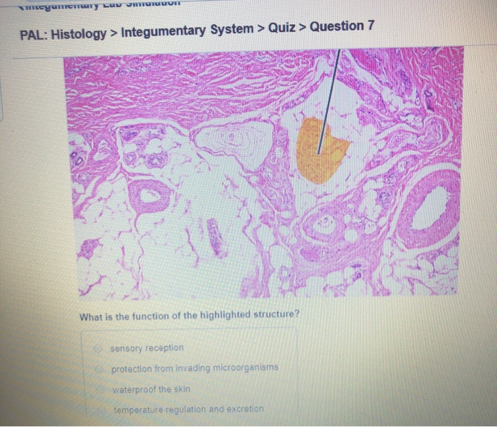 Solved PAL Histology > Integumentary System > Quiz >