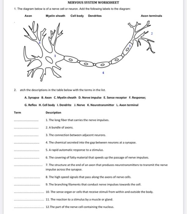 Solved NERVOUS SYSTEM WORKSHEET 1. The diagram below is of a | Chegg.com