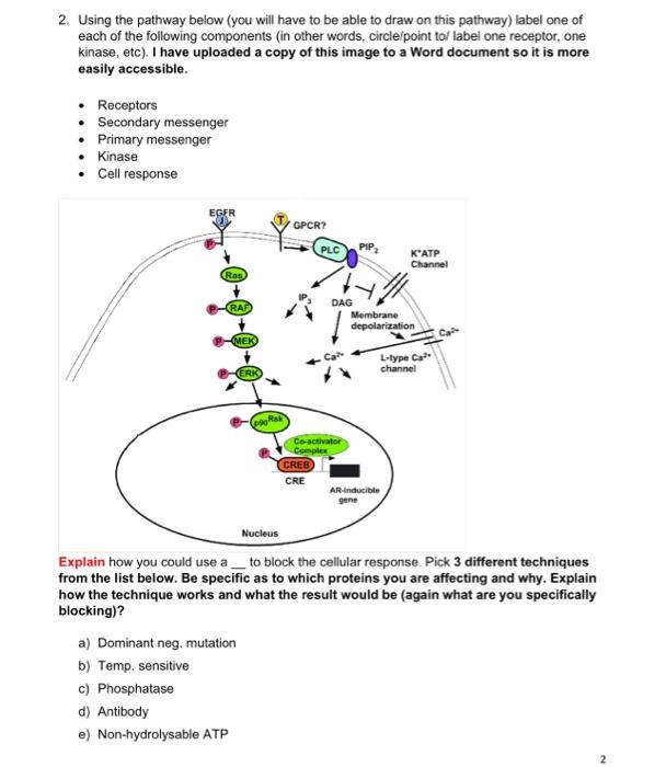 Solved 2. Using The Pathway Below (you Will Have To Be Able | Chegg.com