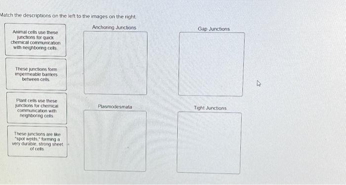 Solved Match the descriptions on the left to the images on | Chegg.com