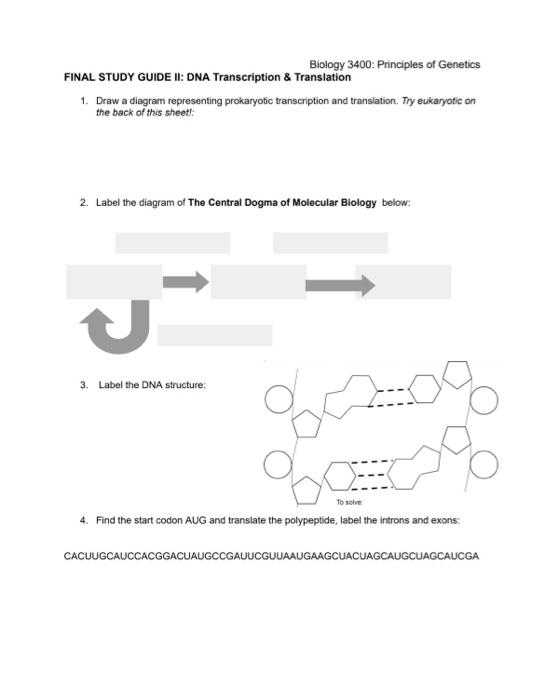 Biology 3400: Principles of Genetics FINAL STUDY GUIDE II: DNA Transcription \& Translation
1. Draw a diagram representing pr