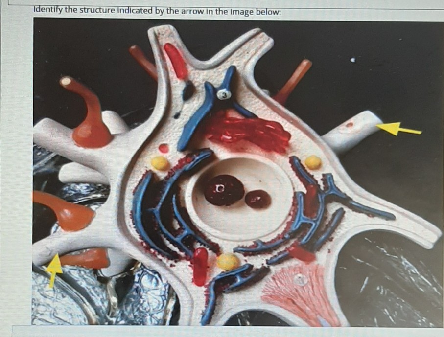 solved-identify-the-structure-indicated-by-the-arrow-in-the-chegg