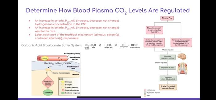 Solved Determine How Volumes \& Capacities Change During | Chegg.com