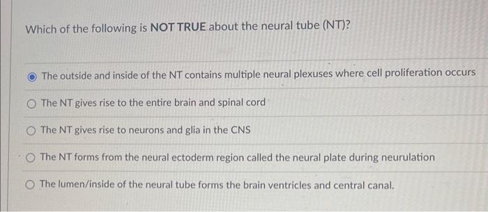 The NT Brain