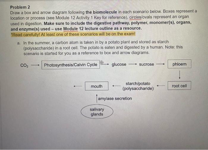 Problem 2
Draw a box and arrow diagram following the biomolecule in each scenario below. Boxes represent a location or proces