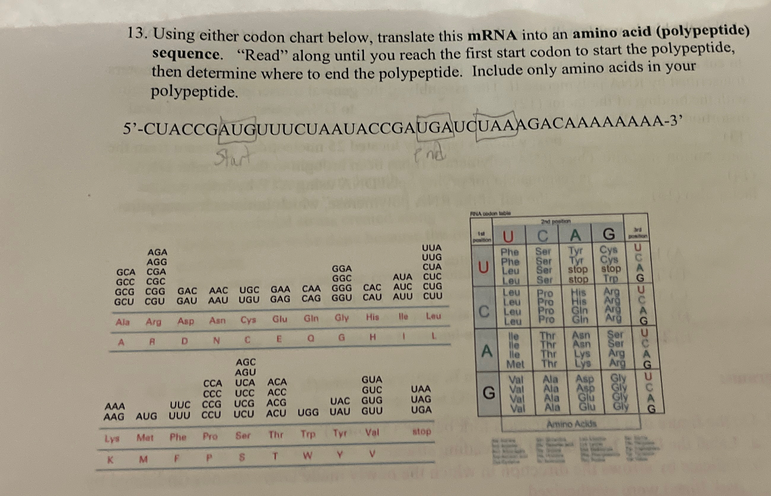 Solved Using either codon chart below, translate this mRNA | Chegg.com