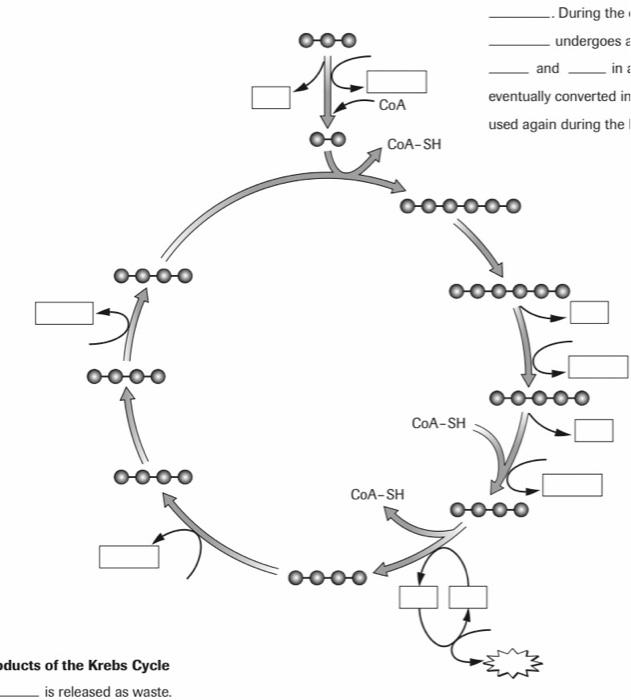 Solved oooo oooo oooo oducts of the Krebs Cycle is released | Chegg.com