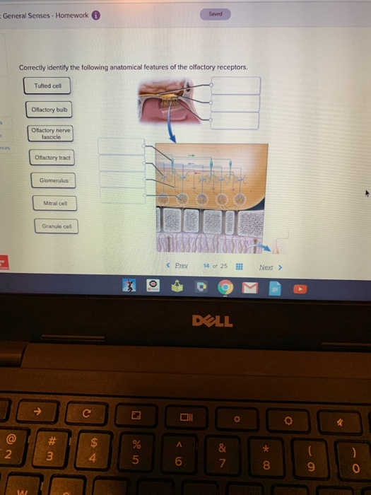 Solved General Senses - Homework Correctly identify the | Chegg.com