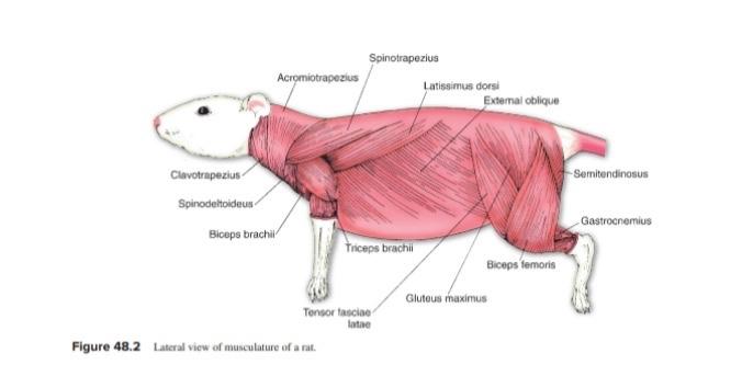 Solved B. Muscles Skin the rat to expose the underlying | Chegg.com