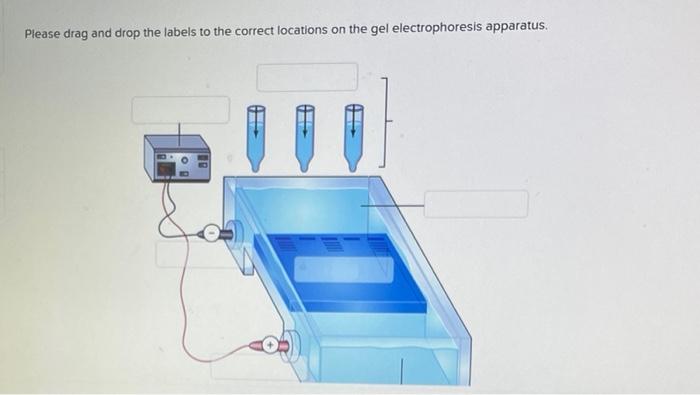 Please drag and drop the labels to the correct locations on the gel electrophoresis apparatus.