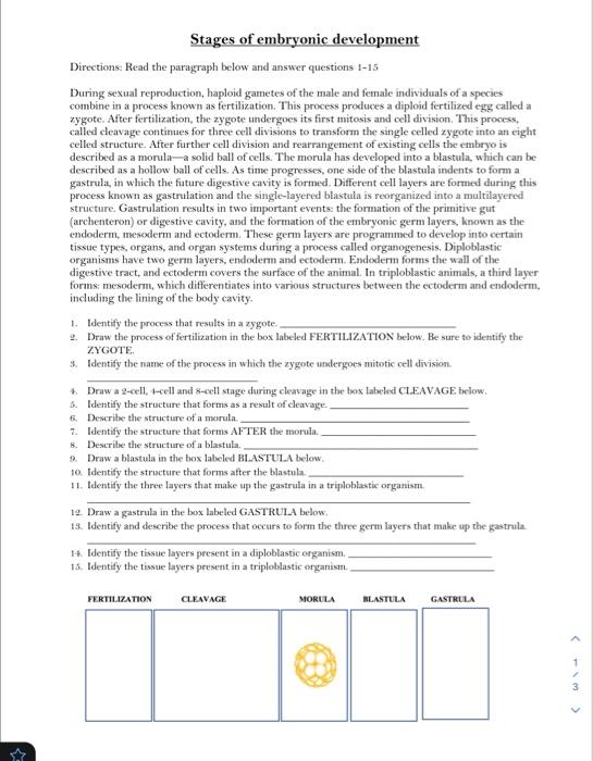 Solved Stages of embryonic development Directions: Read the | Chegg.com