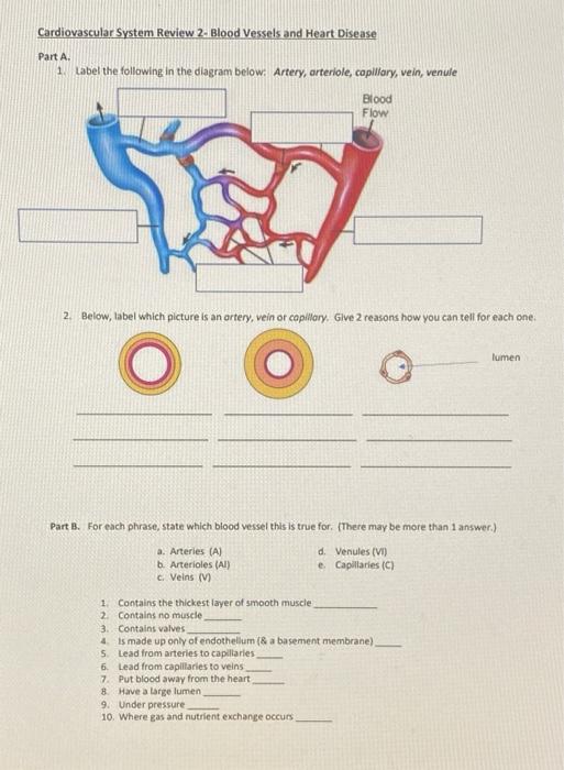 arteries veins and capillaries diagram