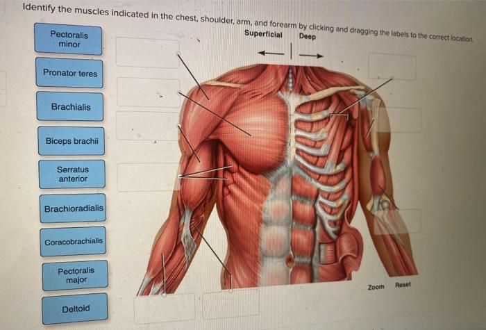 chest muscles labeling Diagram