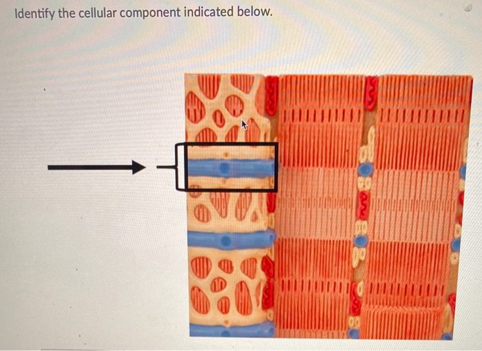 Solved Identify the cellular component indicated below. MID | Chegg.com